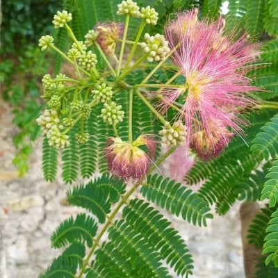 Albizia julibrissin — flower