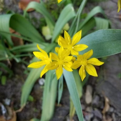 Gagea lutea — flower