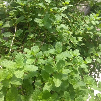 Mentha × rotundifolia — leaf