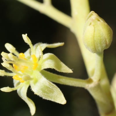 Persea americana — flower