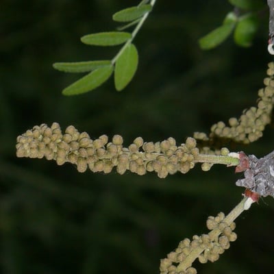 Gleditsia triacanthos — flower