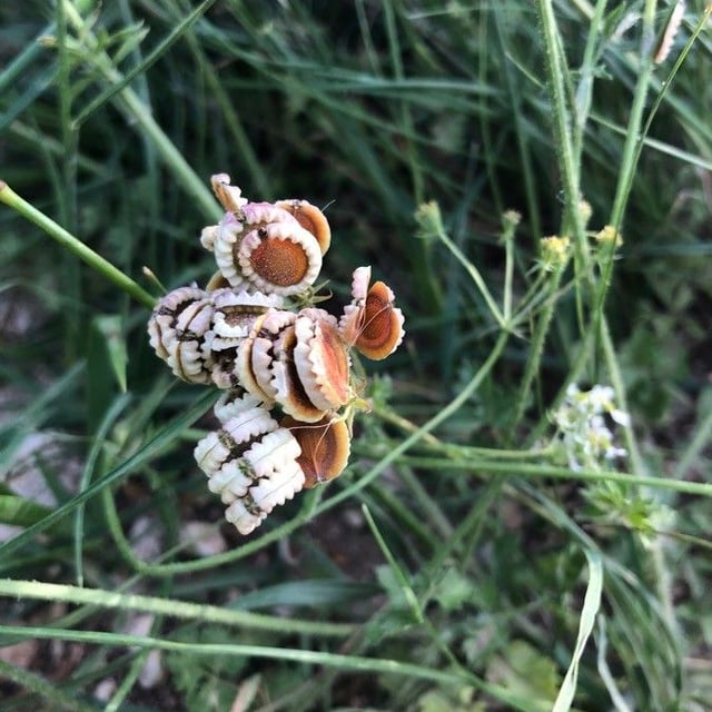 Tordylium apulum — flower