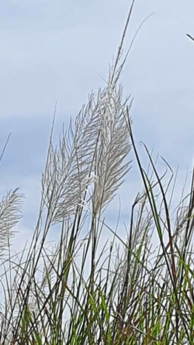 Fodder cane