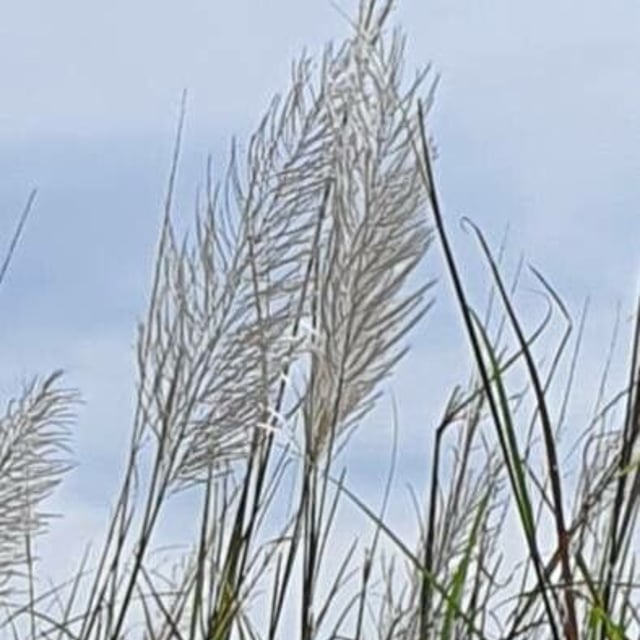 Saccharum spontaneum — flower