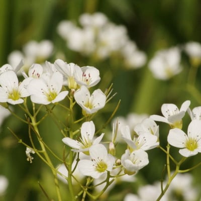 Cardamine amara — flower