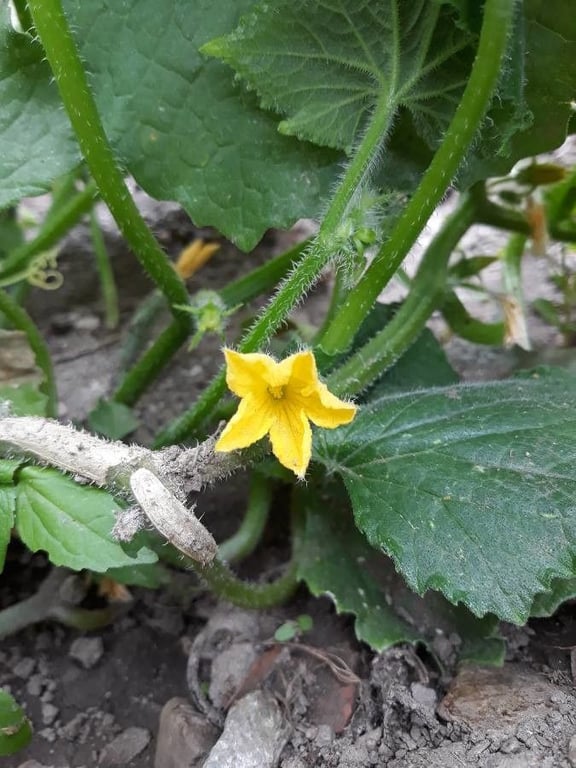 Cucumber