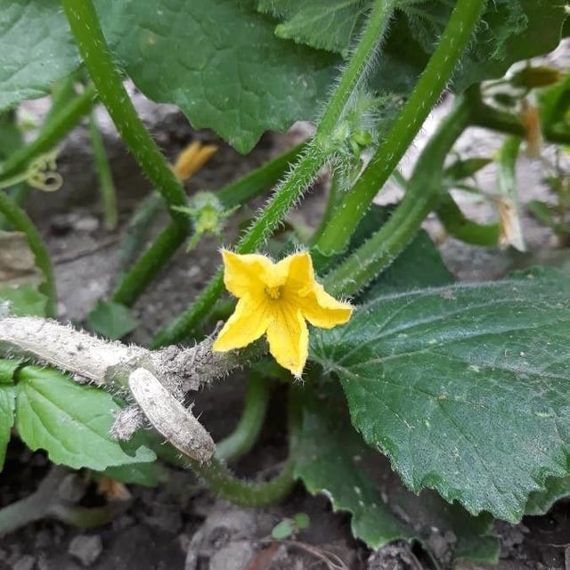 Cucumis sativus — flower