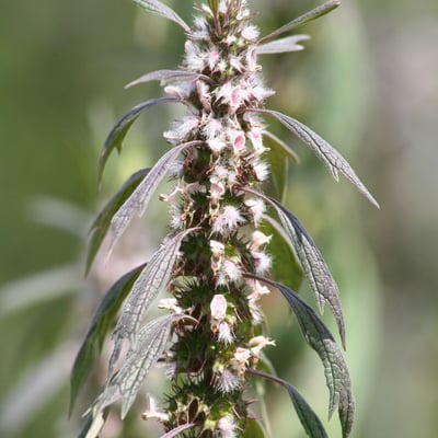 Leonurus quinquelobatus — flower