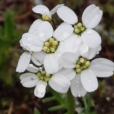 Achillea atrata — flower