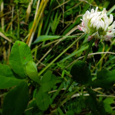 Trifolium hybridum — flower