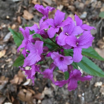Cardamine pentaphyllos — flower