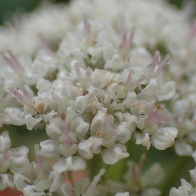 Seseli libanotis — flower