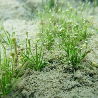 Subularia aquatica — habit