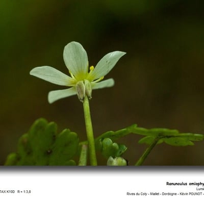 Ranunculus omiophyllus — flower