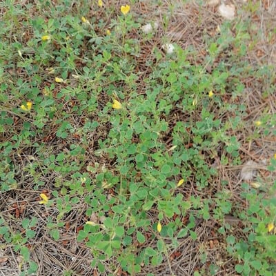 Medicago truncatula — flower