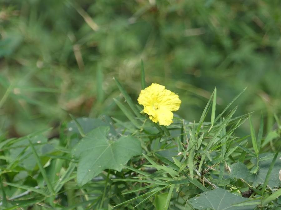 Balsam-apple