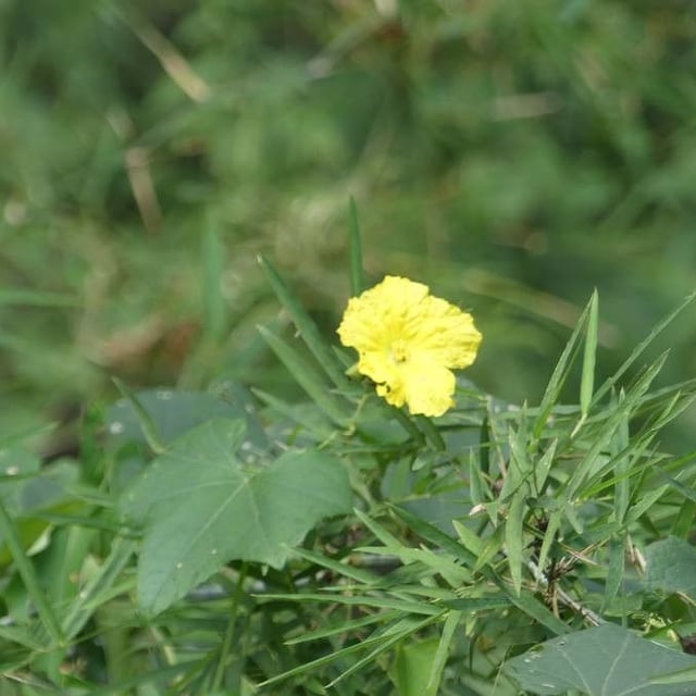 Balsam-apple