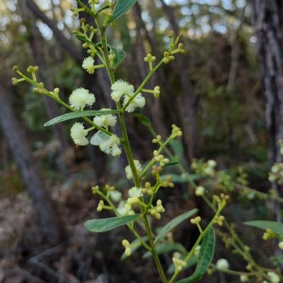 Acacia myrtifolia — flower