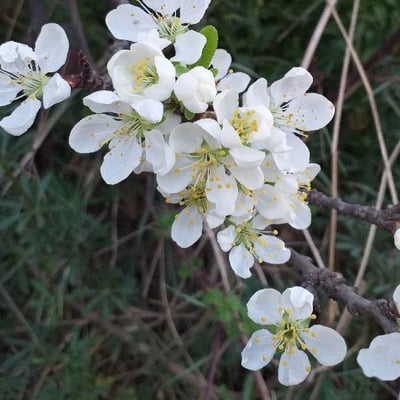 Prunus domestica — flower