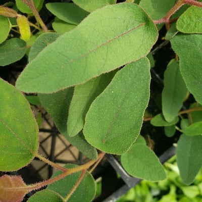 Corymbia citriodora — leaf