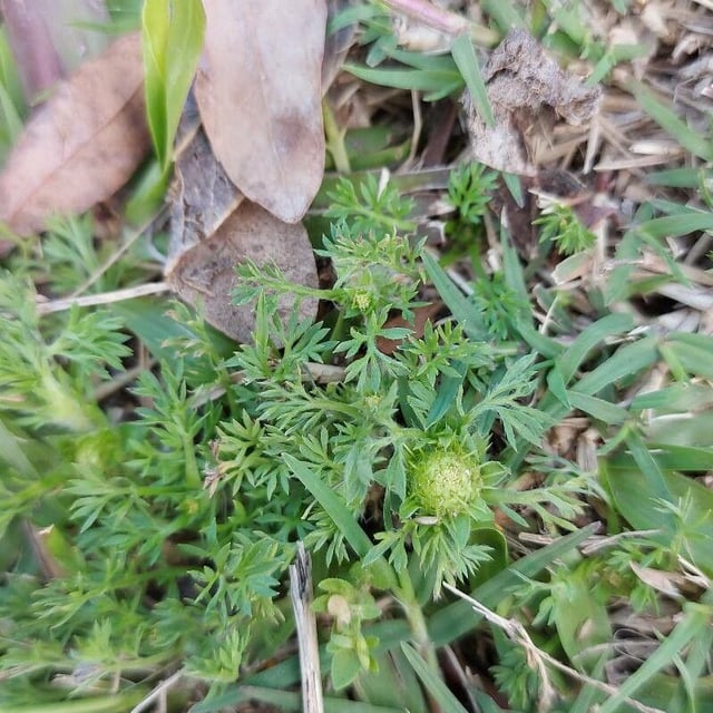 Soliva sessilis — flower