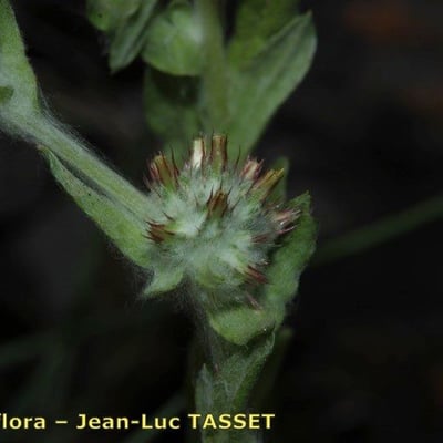 Filago lutescens — flower