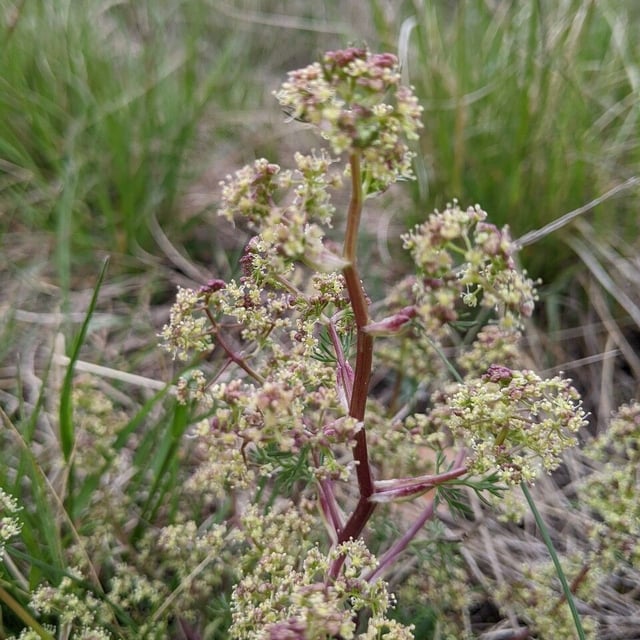Trinia glauca — flower