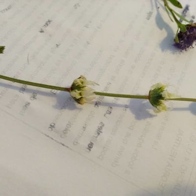 Sideritis leucantha — flower