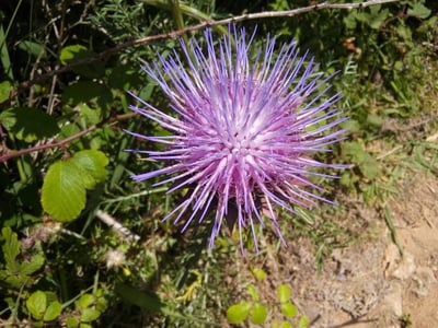 Cynara humilis