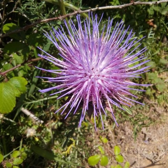 Cynara humilis