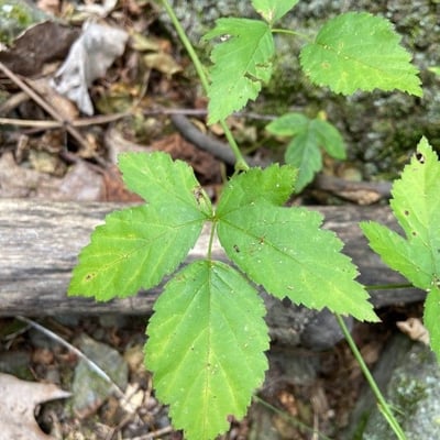 Rubus pubescens — leaf