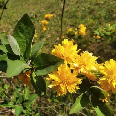 Kerria japonica — flower