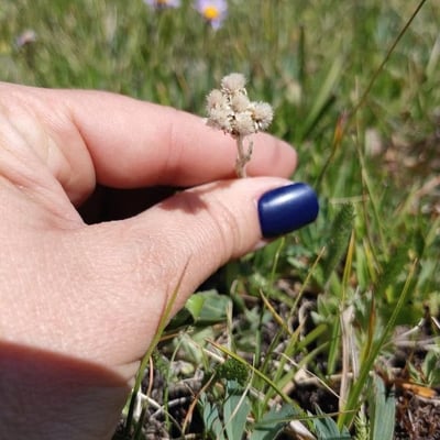 Antennaria alpina — flower