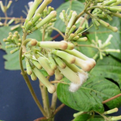 Cinchona pubescens — flower