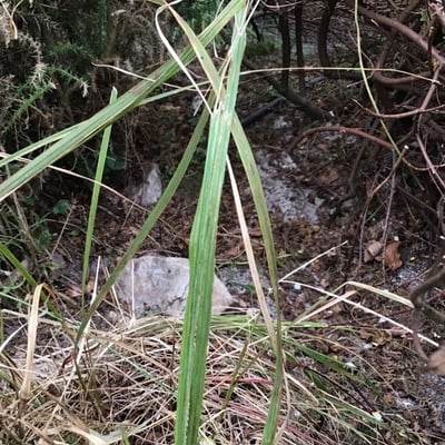 Arrhenatherum longifolium — leaf