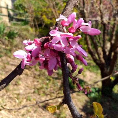 Cercis siliquastrum — flower