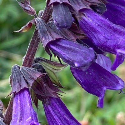 Horminum pyrenaicum — flower