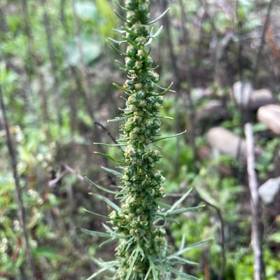 Artemisia biennis — flower