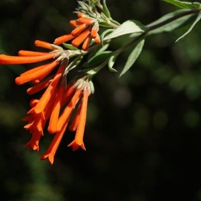 Bouvardia ternifolia — flower