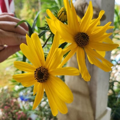 Helianthus angustifolius — flower