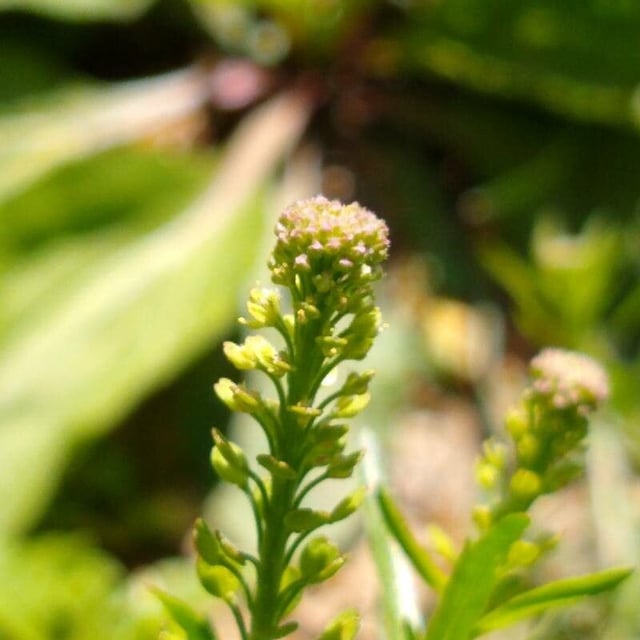 Lepidium densiflorum — flower