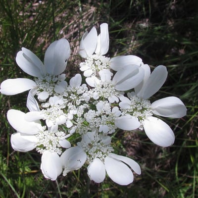 Orlaya grandiflora — flower