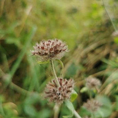 Trifolium striatum — flower
