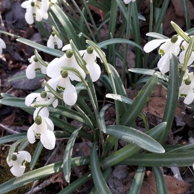 Galanthus nivalis — flower