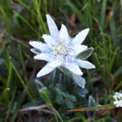 Leontopodium nivale — flower