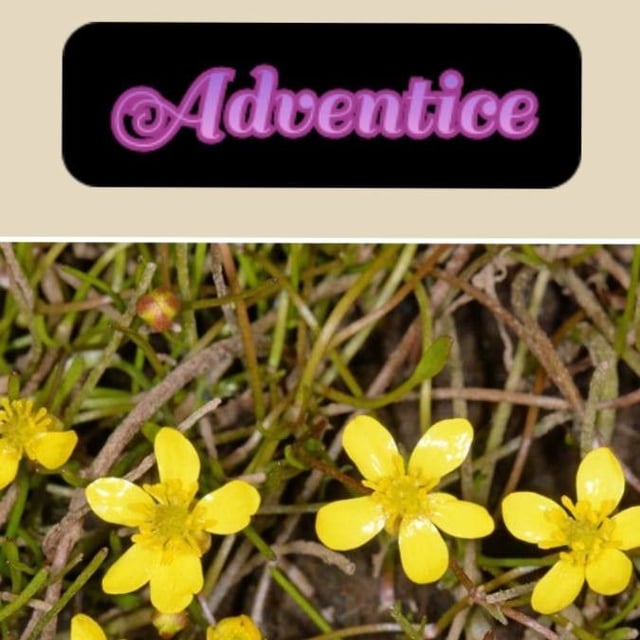 Ranunculus reptans — flower