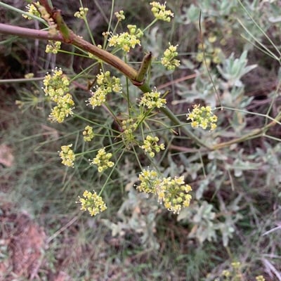 Peucedanum officinale — flower