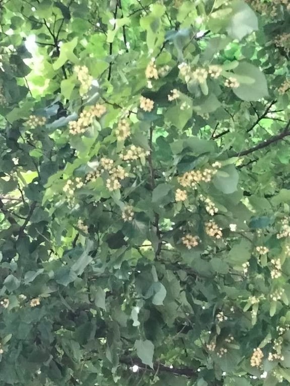 Hungarian silver linden