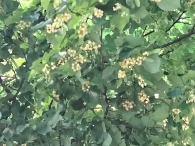 Hungarian silver linden