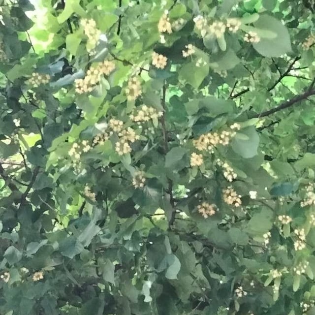Tilia tomentosa — flower
